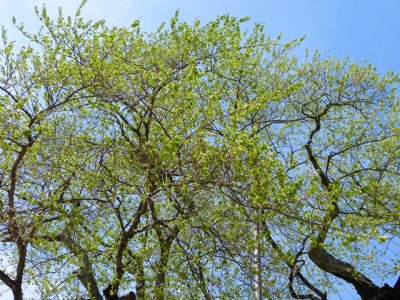 H27.5.6の荘川桜