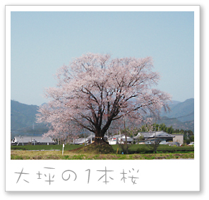 大坪の1本桜
