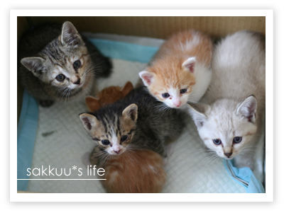 子猫たち