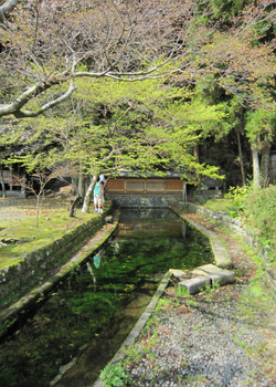 清水の湧水