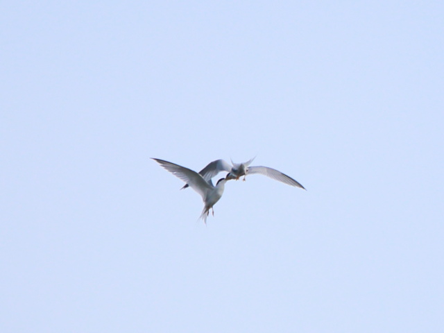 IMG_4747.JPG