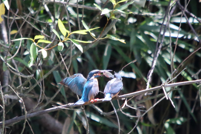 IMG_5951.JPG