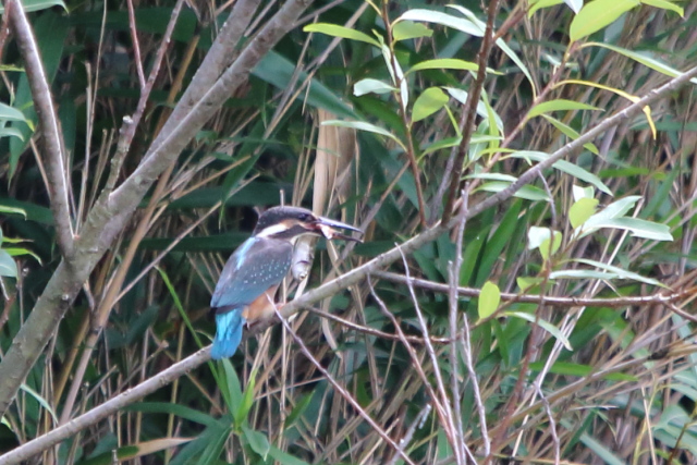 IMG_5985.JPG