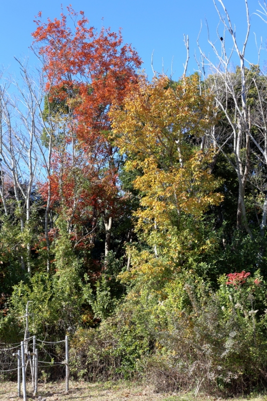 IMG_5301.JPG