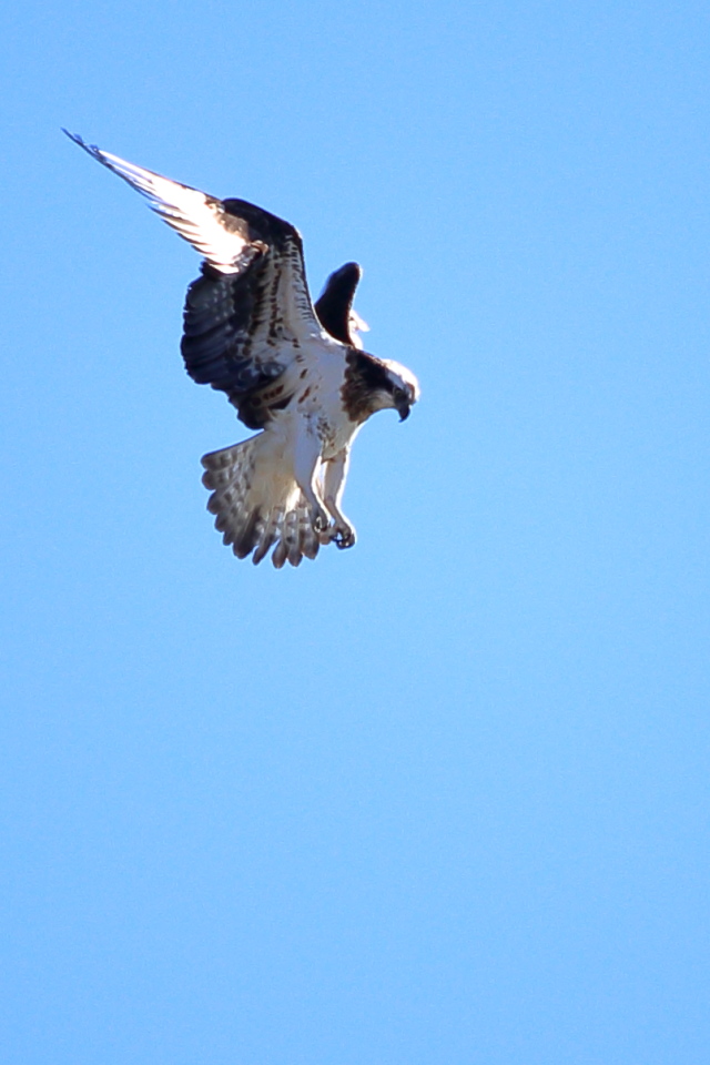 IMG_5695.JPG