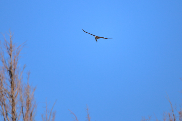IMG_5746.JPG