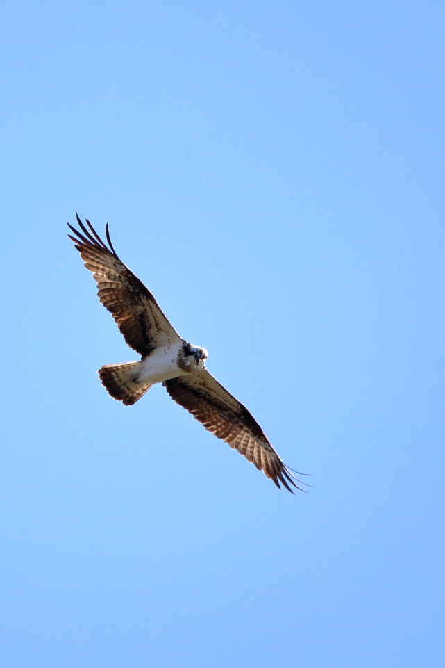 IMG_5800.JPG