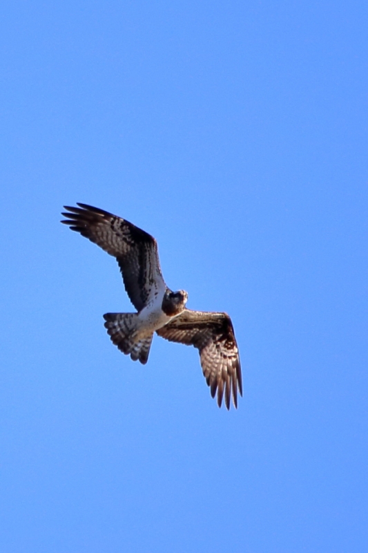 IMG_6021.JPG