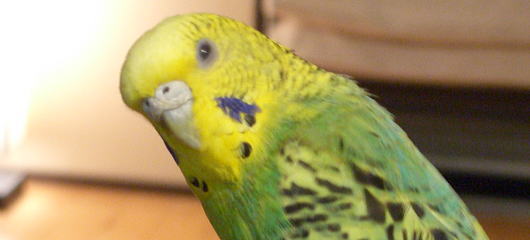 セキセイインコ 蒼