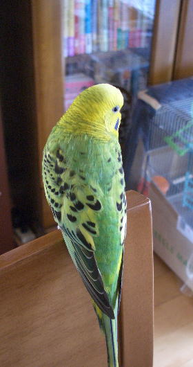 セキセイインコの蒼 2010