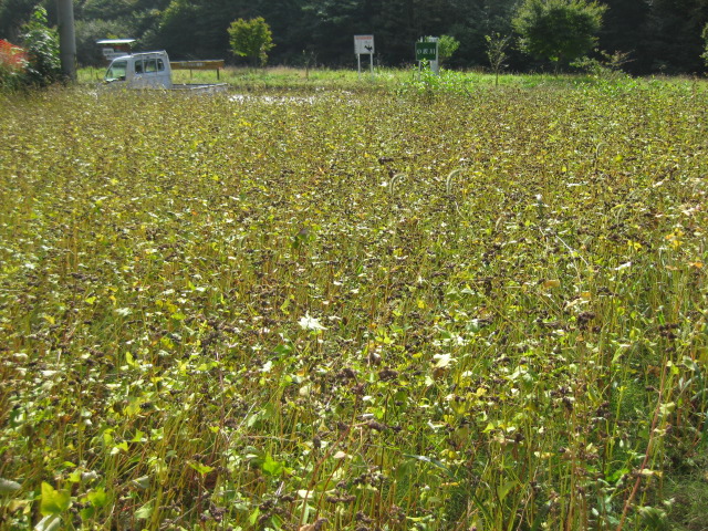 蕎麦