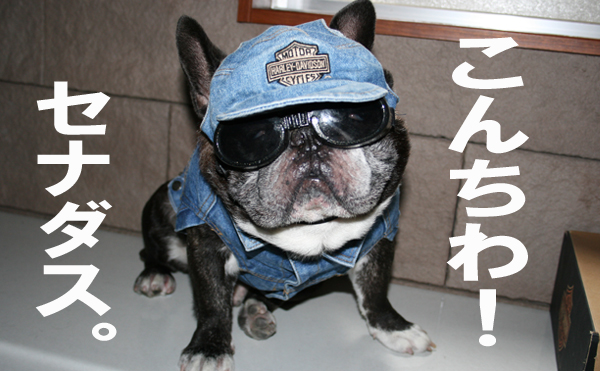 ¤³¤ó¤Á¤ï¡ª¥Õ¥ì¥ó¥Á¥Ö¥ë¥É¥Ã¥°¤Î¥»¥Ê¥À¥¹