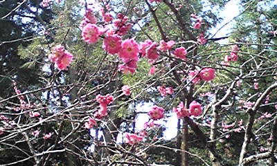 華奢に咲く梅の花
