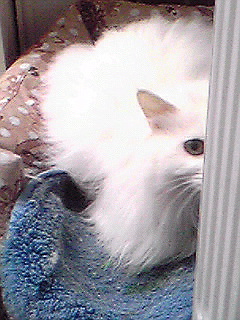 Image406.jpg