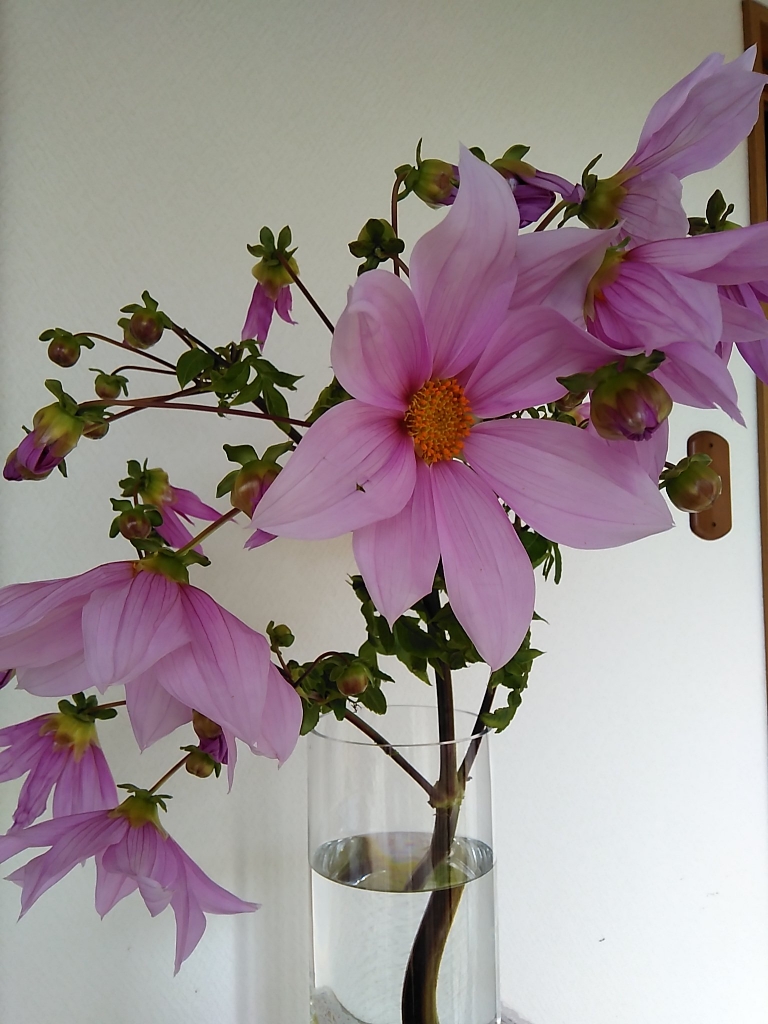 皇帝ダリアが花瓶で咲いています ガーデニングな毎日