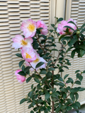 resized_01.jpg