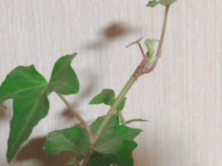 Copied_IMG_1390.JPG