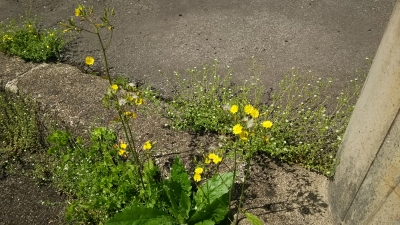 K-2307Y ヨシムラ クシタニ マッドスポルトジャケット メッシュ Lサイズ K-2307 マッドスポルトジャケット(K-2307Y ヨシムラマッド