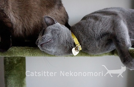 キャットシッター猫の森