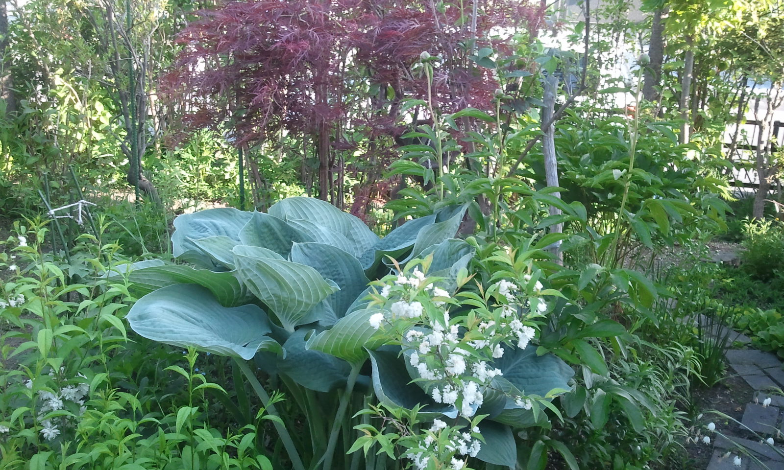 2013-06-08 17.13.06.jpg