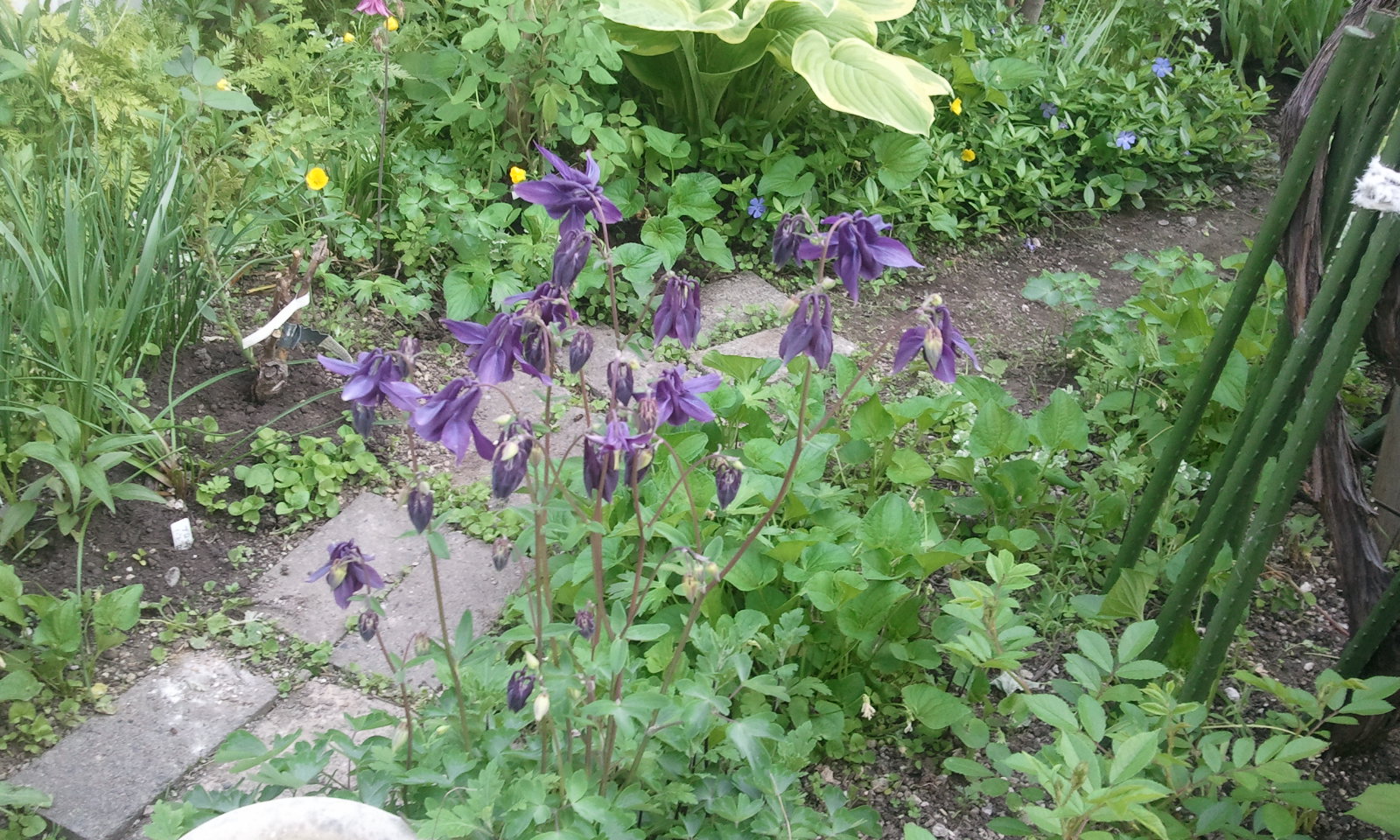 2013-06-08 17.12.28.jpg