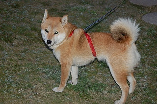 ひさしぶりです。