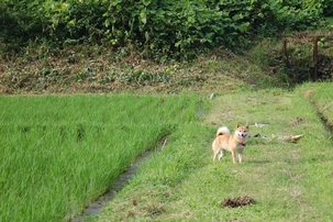 田んぼで