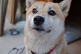 よい子にしてました。