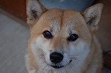 よい顔で