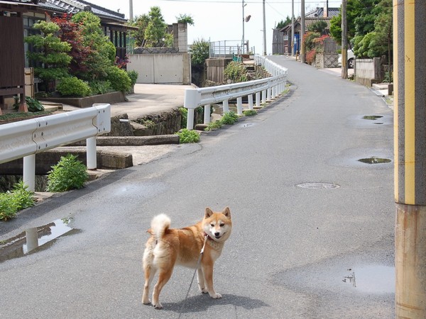 近所を見回り