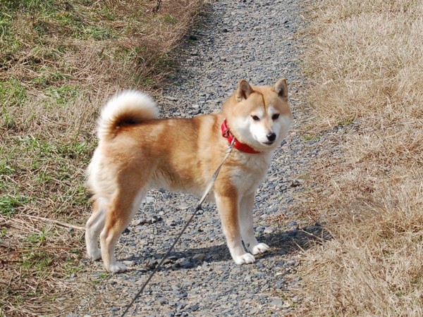 裏の丘をご紹介