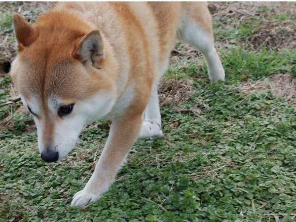 草の匂いは久しぶり