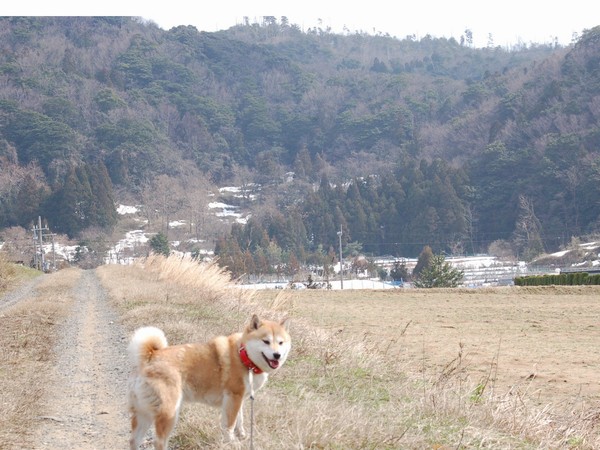 春がまちどおしい