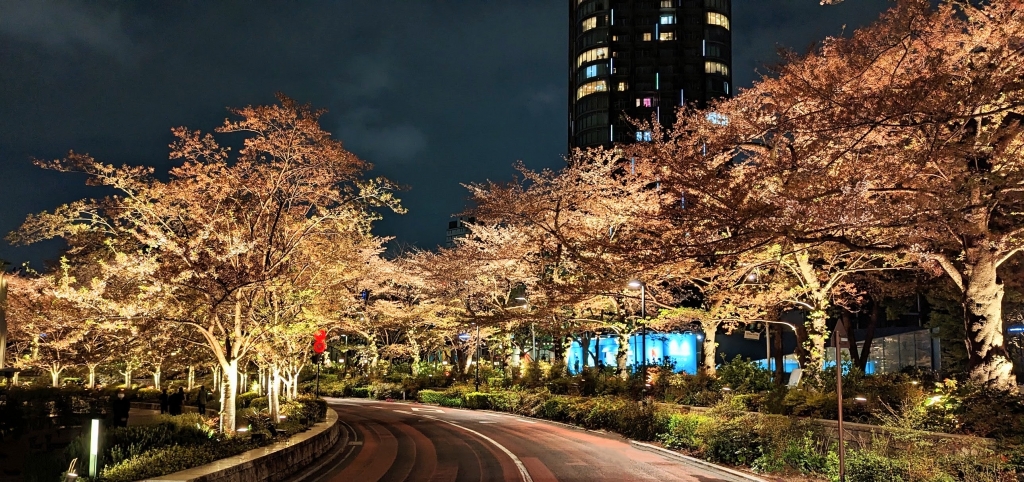 東京ミッドタウンの桜並木
