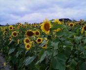 20080812114932.jpg