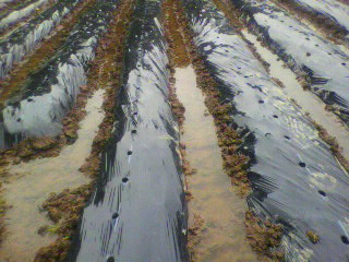 2010062814520000.jpg