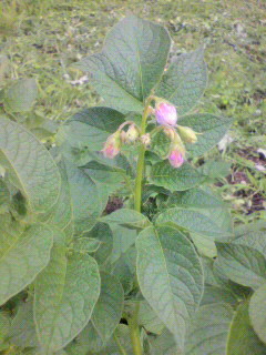 2010070116330001.jpg