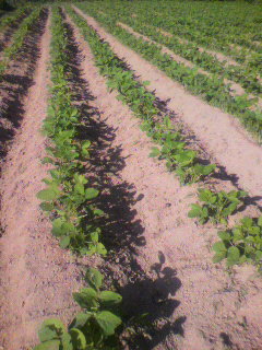 2010072016230000.jpg