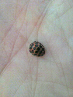2010072306370000.jpg
