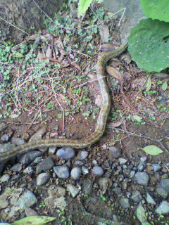 2011052809250001.jpg