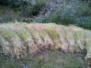 2011100511360001.jpg