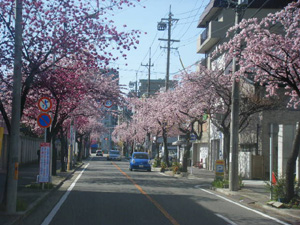 桜並木