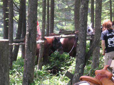 馬を身近に感じられるのが草競馬の魅力