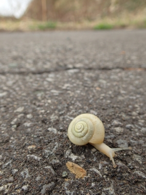 白?カタツムリ