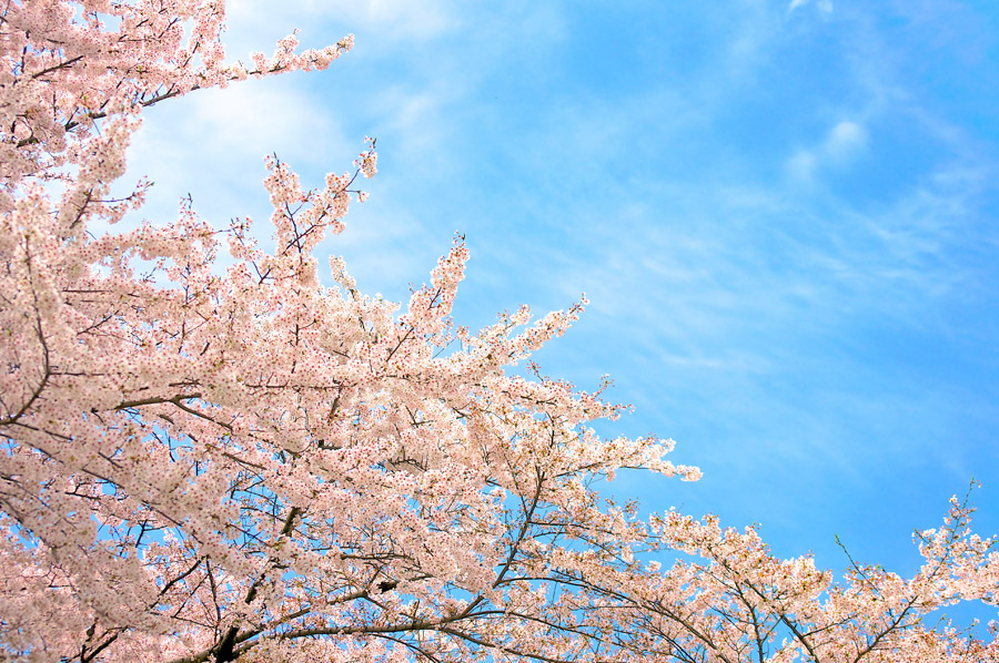 桜