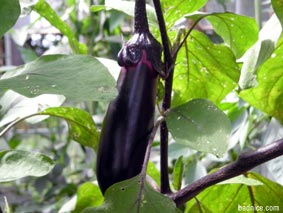 ハウスの茄子