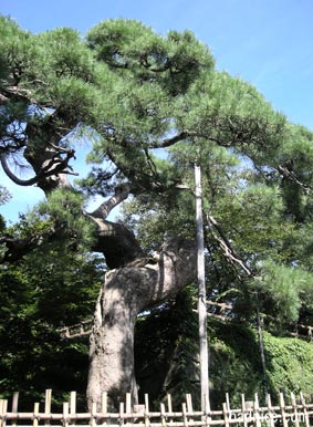 弘前城の黒松