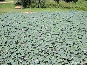 弘前城からの蓮の花