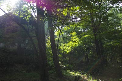 朝、真っ暗な森に太陽が差すと、緑の楽園になるのです。