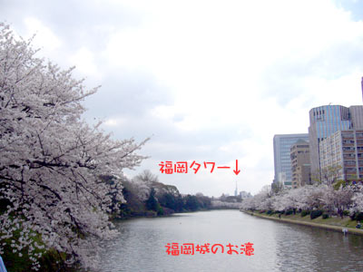 大濠公園 2009 桜